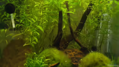 Tranquillitas Pugnatoris von Algernon