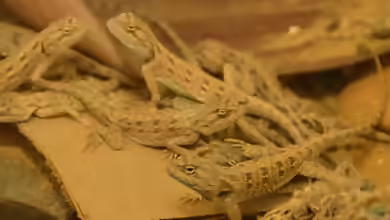 Trapelus savignii im Terrarium halten
