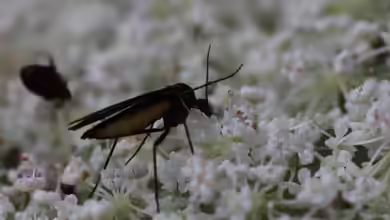 Trauermücken an Zimmerpflanzen wirksam bekämpfen