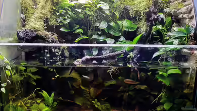 Traum von Afrika von Stephi