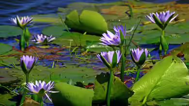 Trends für einen modernen Gartenteich