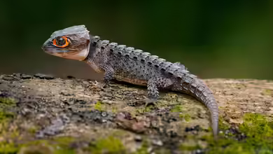 Tribolonotus gracilis im Terrarium halten