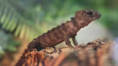 Tribolonotus novaeguineae im Terrarium halten