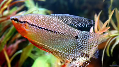 Trichogaster leerii im Aquarium halten