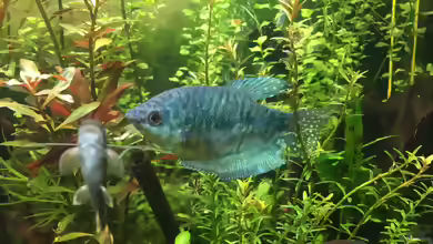 Trichopodus trichopterus im Aquarium halten