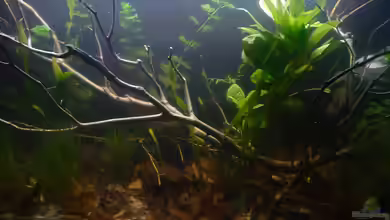 Trichopsis pumila von Scolo