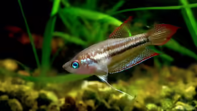 Trichopsis schalleri im Aquarium halten
