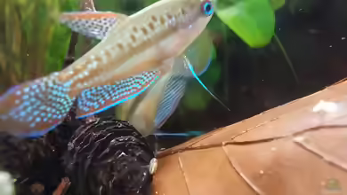 Trichopsis vittata im Aquarium halten