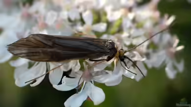 Trichoptera im Gartenteich