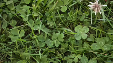 Trifolium repens im Garten pflanzen