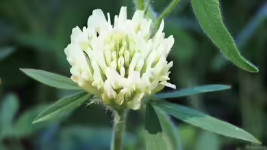 Trifolium trichocephalum im Garten pflanzen