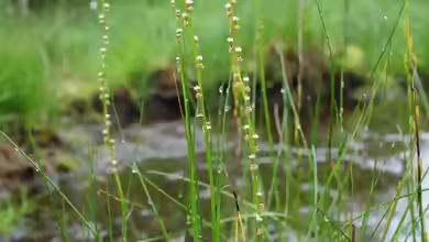 Triglochin palustris am Gartenteich