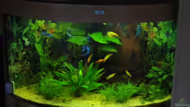 Trigon 190 von chaossepsy