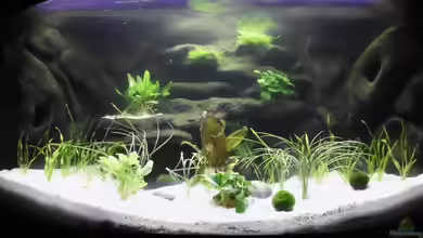 Trigon 350 von Turkish1171