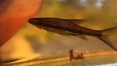 Trigonopoma gracile - Schlanke Rasbora: Haltung, Pflege und Zucht im Aquarium