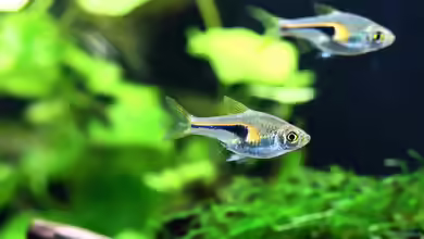 Trigonostigma: Kleine Keilfleckbärblinge mit großer Wirkung im Aquarium