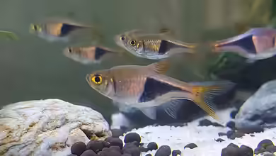 Trigonostigma heteromorpha im Aquarium halten