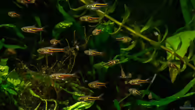 Trigonostigma somphongsi im Aquarium halten