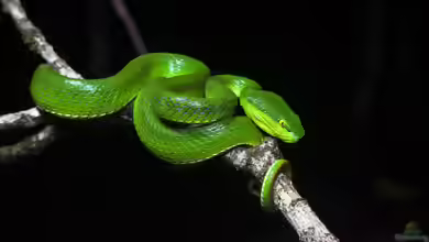 Trimeresurus albolabris: Weißlippen-Bambusotter im Terrarium halten