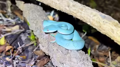 Trimeresurus insularis: Insel-Bambusotter im Terrarium halten
