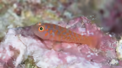 Trimma annosum im Aquarium halten