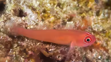 Trimma benjamini im Aquarium halten