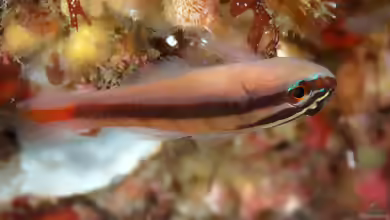 Trimma grammistes im Aquarium halten