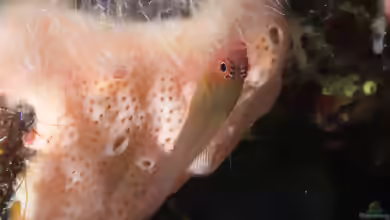 Trimma haimassum im Aquarium halten