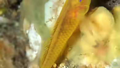 Trimma kudoi im Aquarium halten