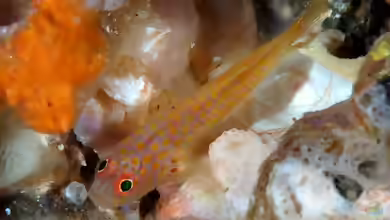 Trimma macrophthalmum im Aquarium halten