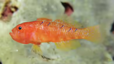 Trimma putrai im Aquarium halten