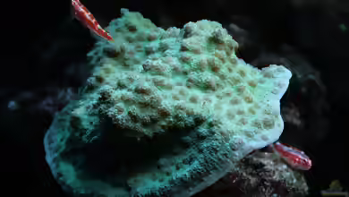Trimma rubromaculatum im Aquarium halten