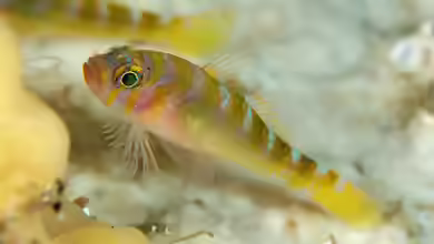 Trimma yanagitai im Aquarium halten