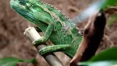 Trioceros ellioti im Terrarium halten
