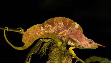 Trioceros montium im Terrarium halten
