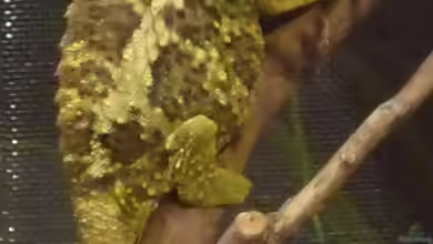 Trioceros werneri im Terrarium halten