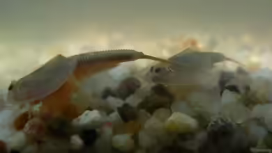 Triopszucht im Aquarium: Eine faszinierende und einfache Art, interessante Kreaturen zu züchten