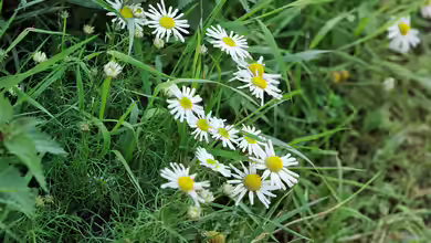 Tripleurospermum inodorum im Garten pflanzen