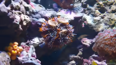 Tripneustes gratilla im Aquarium halten