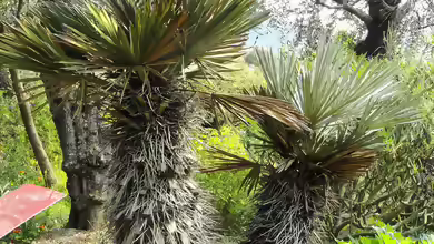 Trithrinax campestris im Garten pflanzen