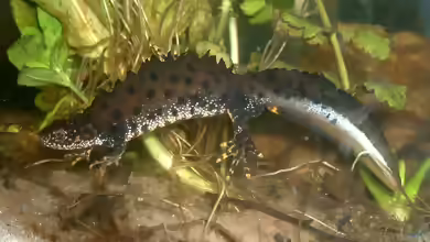 Triturus cristatus im Garten