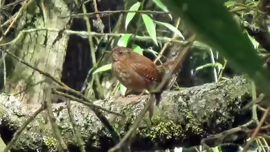 Troglodytes troglodytes im Garten