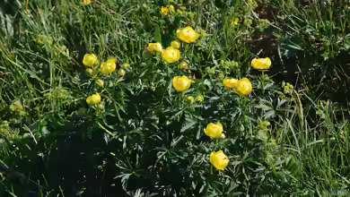 Trollius europaeus am Gartenteich pflegen