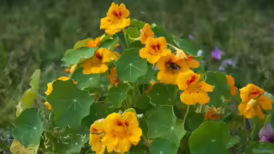 Tropaeolum im Garten pflanzen