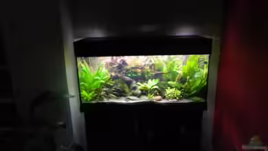 Tropen in Mittelhessen (nur noch Beispiel) von Nick3