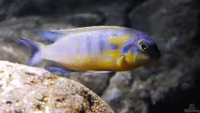 Tropheops: farbenstarke Mbuna aus dem Malawisee