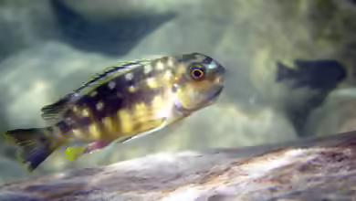 Tropheops gracilior im Aquarium halten