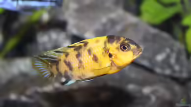 Tropheops sp. black im Aquarium halten