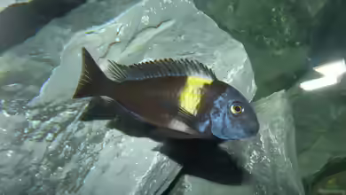 Tropheus im Aquarium halten