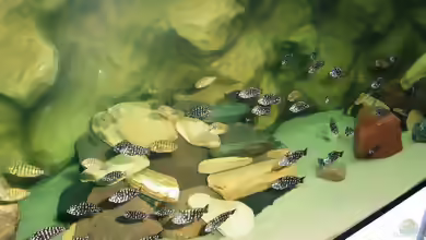 Tropheus moorii ´Golden Kazumba´ im Aquarium